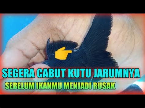 JIKA IKANMU TERDAPAT KUTU JARUM SEGERA CABUT SEBELUM MENULAR YouTube