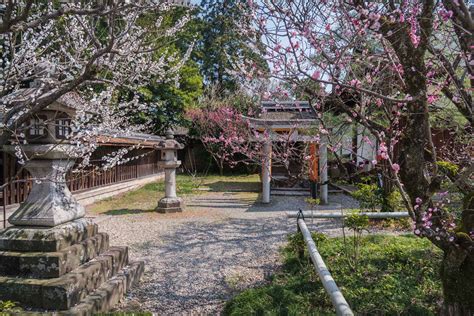 京都 梅宮大社 境内に咲く35種500本の梅と猫神社で人気の写真スポット。 撮影した写真の紹介、アクセス情報や交通手段・駐車場情報などまとめ 写真や映像で紹介する関西・近畿の絶景カメラ