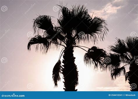 Palm Tree Silhouette Digital Photo Image Stock Image Image Of