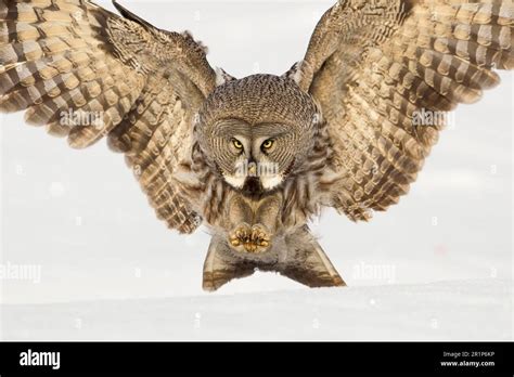 Great Great Grey Owl Strix Nebulosa Adult Female In Flight Hunting