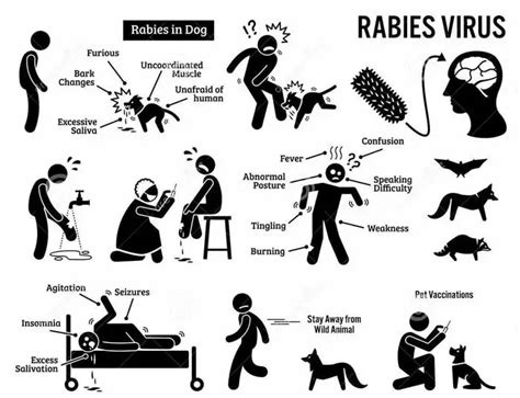 Rabies Symptoms In Animals