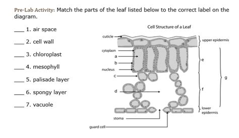 Solved Pre Lab Activity Match The Parts Of The Leaf Listed Below To