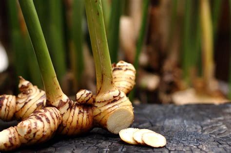 What Is Galangal A Guide To Galangal Tilda Rice Uk