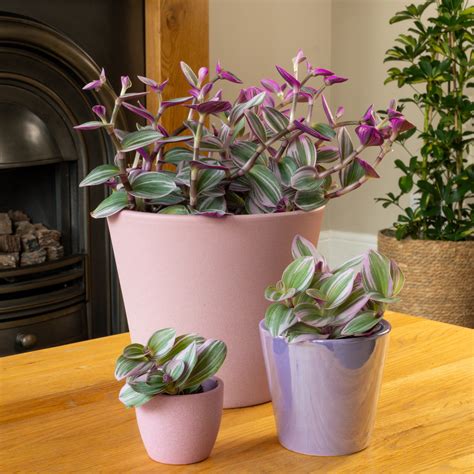 Wandering Dude | Nanouk & Tradescantia Albiflora & Houseplant UK