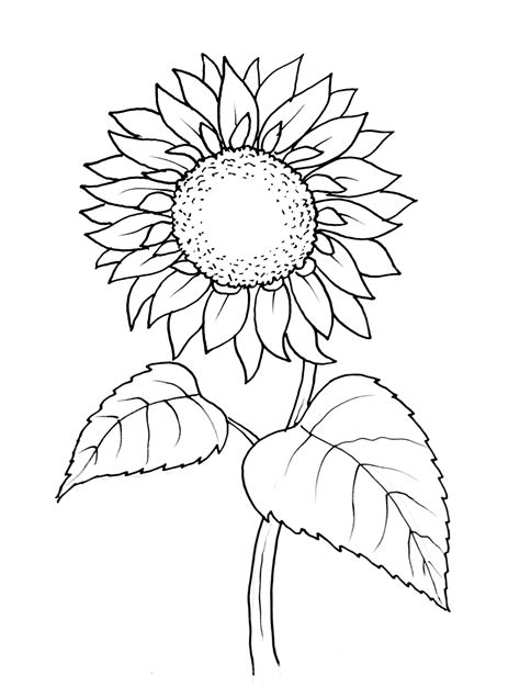 Desenho De Girassol Para Colorir E Imprimir - 9