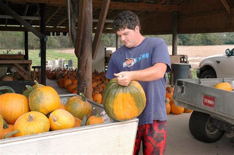 Drought Robs Pumpkin Patches Without Irrigation Mississippi State