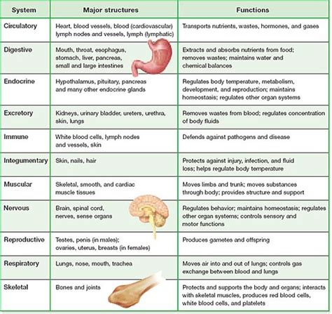 The Body Code System Chart