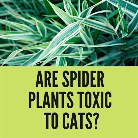 Are Spider Plants Toxic To Cats?+(What Happens If Cat Eats Spider Plant?)