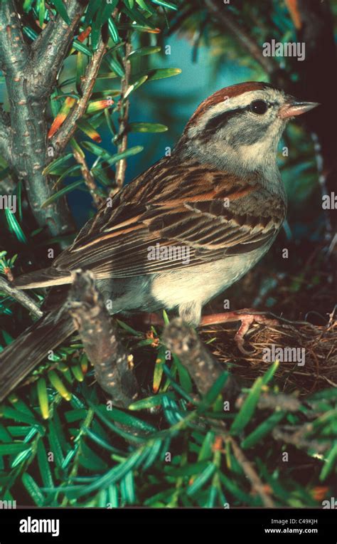 Chipping-sparrow at nest Stock Photo - Alamy