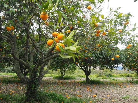 Cara Cara Orange Tree for Sale - Buying & Growing Guide - Trees.com