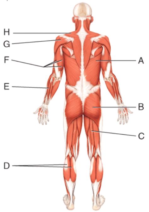 Ch 11 Muscular System Posterior Muscles Diagram 2 Diagram Quizlet