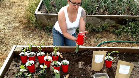 Day Transplanting Seedlings Youtube