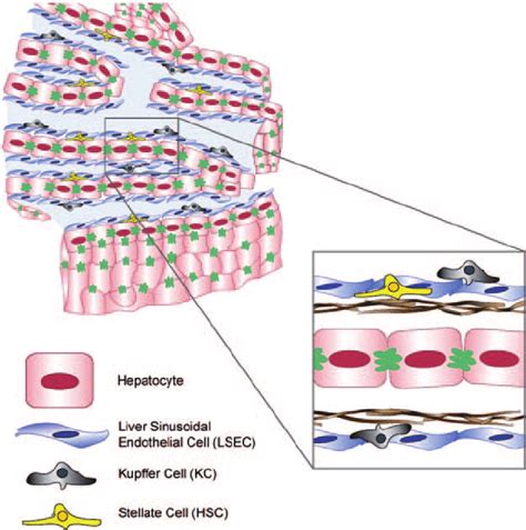 Cellular Composition Of The Liver Highly Specialized Parenchymal And