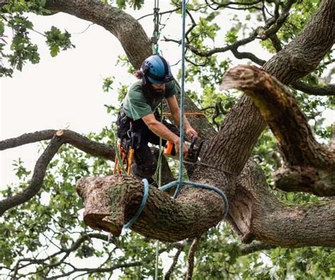 AAA Tree Lopping Ipswich