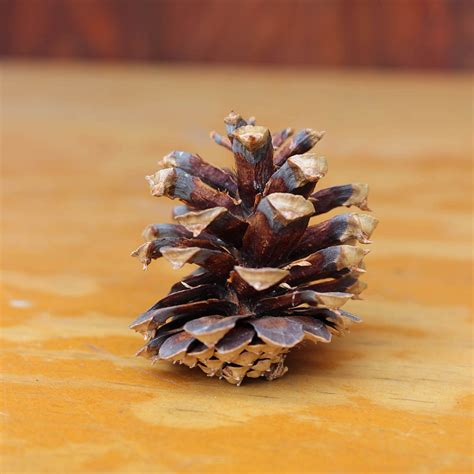 Lodgepole Pine Cones | Lake Tahoe Pine Cones