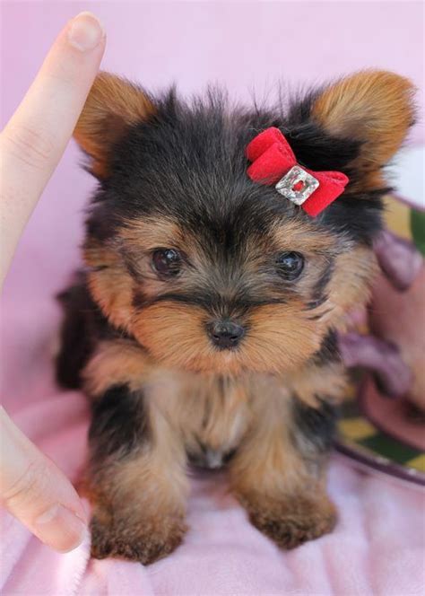 Itty Bitty Teacup Yorkie Puppy By Teacups Puppies And Boutique Teacup