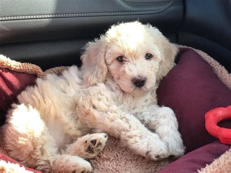 Marlee Week Old English Cream Mini Goldendoodle Very Cute Puppies