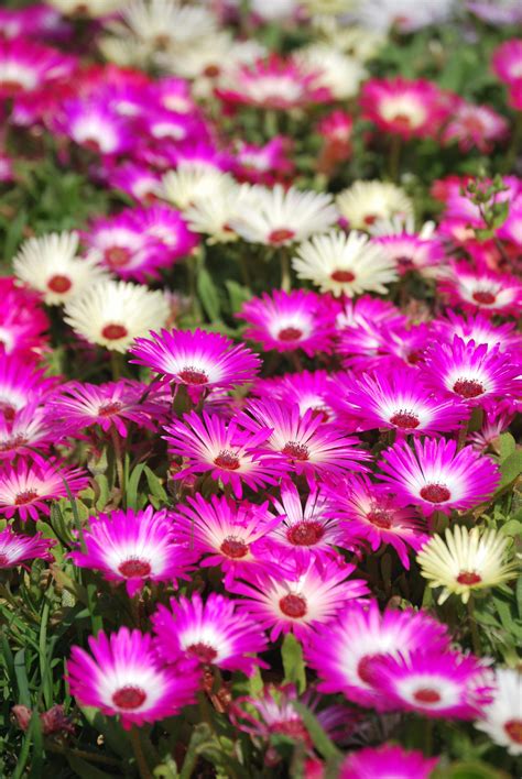 Purple and White Flowers in Tilt Shift Lens · Free Stock Photo