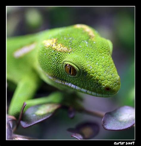 Skink by carterr on DeviantArt | Amphibians, Gecko, Reptiles and amphibians