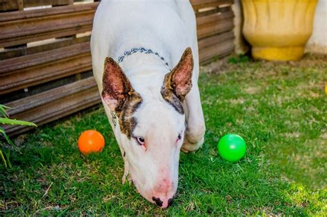 Cachorro que come coco coprofagia Complexo Veterinário Vet Dort