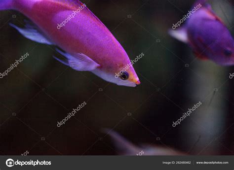 Pink Bicolor Anthias Fish Pseudanthias Bicolor Swims Coral Reef Ocean ...