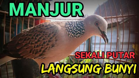 Derkuku Jawa Super Gacor Suara Merdu Ampuh Buat Pancingan Youtube