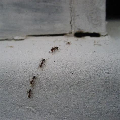 Baby Ants In Kitchen