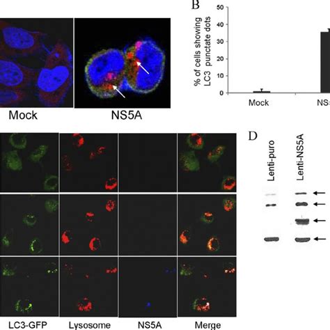 HCV NS5A Induces Autophagy A IHH Were Transduced With Lenti Puro