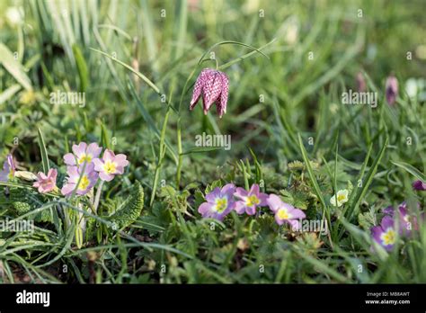 Primula And Fritillaria Meleagris Flowering Together In A Spring Garden