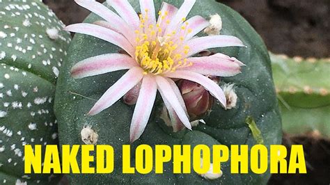 Naked Lophophora Poc Harvesting Flowered After Days Timelapse Youtube