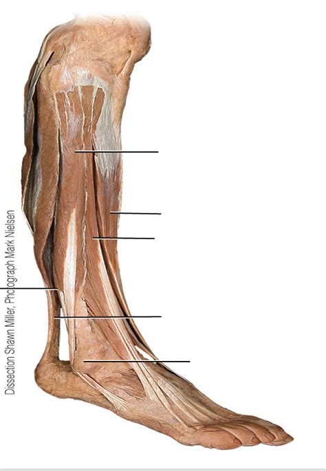 Lateral Compartment Diagram Quizlet