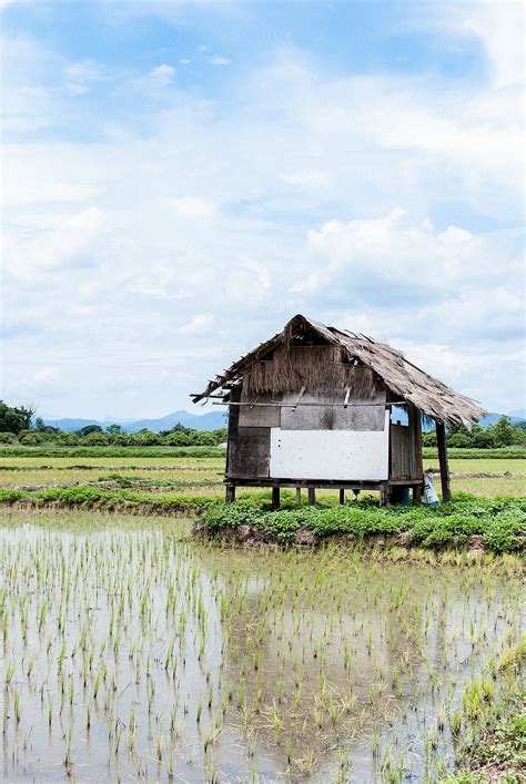 Rice Field In Thailand By Stocksy Contributor Marta Mauri Stocksy