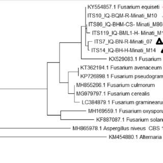 Phylogenetic Tree Generated With The Its Rdna Sequences Of The Fusarium