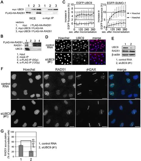 Ubc9 Is Required For The Dna Damage Dependent Accumulation Of Rad51