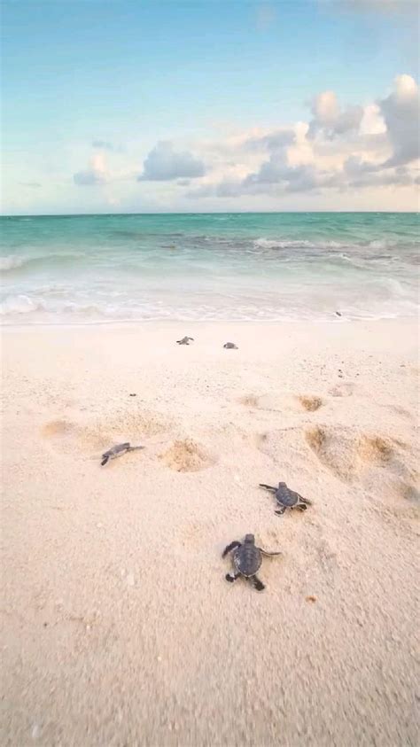 amazing small turtle🐢😍 | Tartarughe marine, Natura, Cuccioli