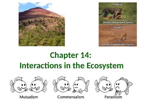 Pptx Chapter Interactions In The Ecosystem Niche Versus Habit