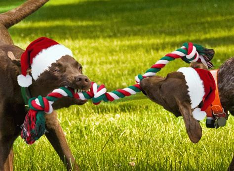 Unleash the Holiday Cheer: Top 11 Christmas Dog Toys