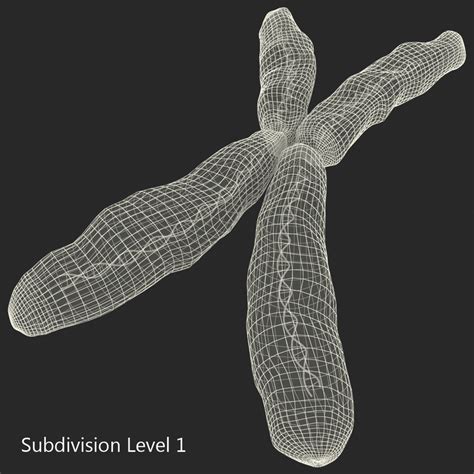 3d chromosome