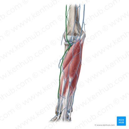 Cephalic vein: Anatomy and clinical points | Kenhub