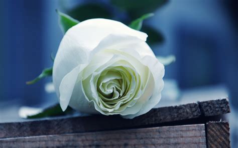 White Rose Wallpaper Pc - 2560x1600 - Download HD Wallpaper - WallpaperTip