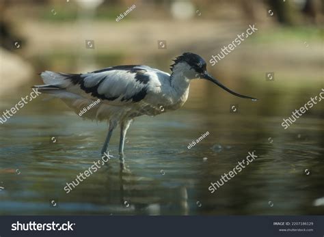 Variety African Birds Birds Africa Amongst Stock Photo 2207186129 ...