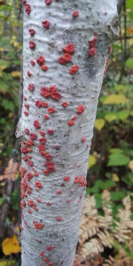 Minnesota Seasons - Red Tree Brain Fungus