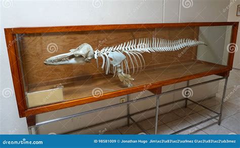 Skeleton Of Dolphin Royalty-Free Stock Photography | CartoonDealer.com ...