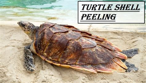 Turtle Shell Peeling | Do Turtles Shed Their Shells?