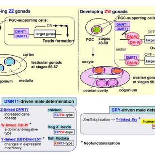 Colocalization Of The Dm W And Dmrt Proteins In Somatic Cells