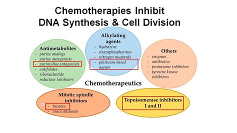 Principles Of Chemotherapy Youtube