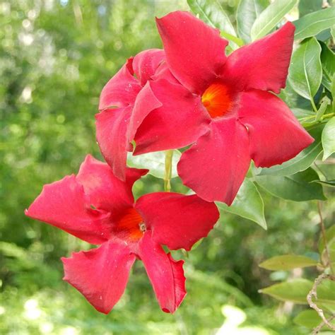 Qauzuy Garden Semillas Mixtas De Mandevilla Sanderi Jazm N