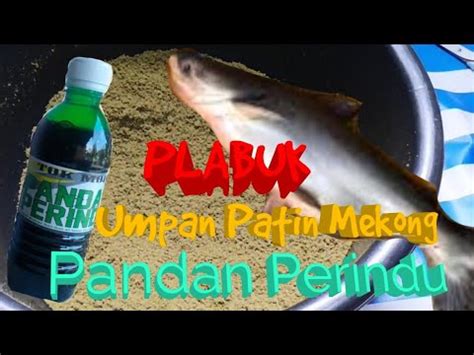 Umpan Dedak Patin Mekong Pandan Perindu Video Official Youtube