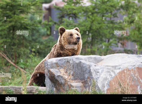 Brown Bear Tail High Resolution Stock Photography and Images - Alamy