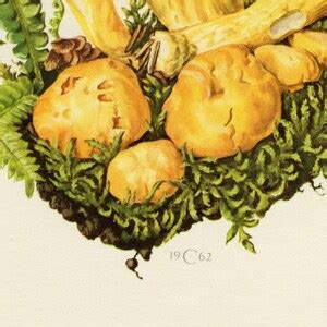 GOLDEN CHANTERELLE MUSHROOM Vintage Lithograph From 1962 Etsy